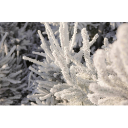 Sapin Nordmann floqué Blanc